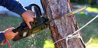 Best Tree Maintenance Programs  in Woodmoor, CO