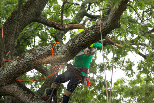 Professional Tree Care in Woodmoor, CO